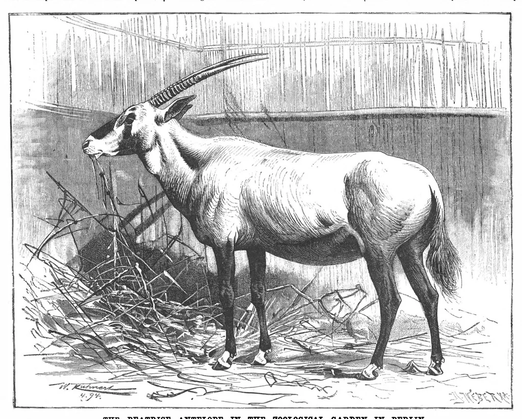 An illustration from Scientific American, Vol. 71, No. 20 (November 1894), 1894, leaf 10