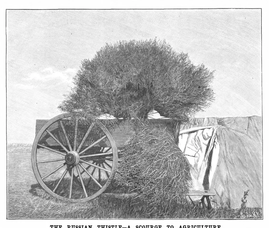 An illustration from Scientific American, Vol. 71, No. 26 (December 1894), 1894, leaf 5