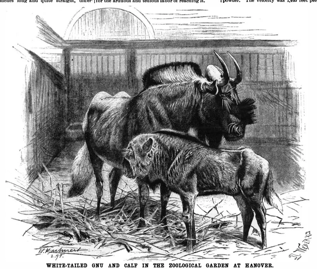 An illustration from Scientific American, Vol. 72, No. 19 (May 1895), 1895, leaf 10