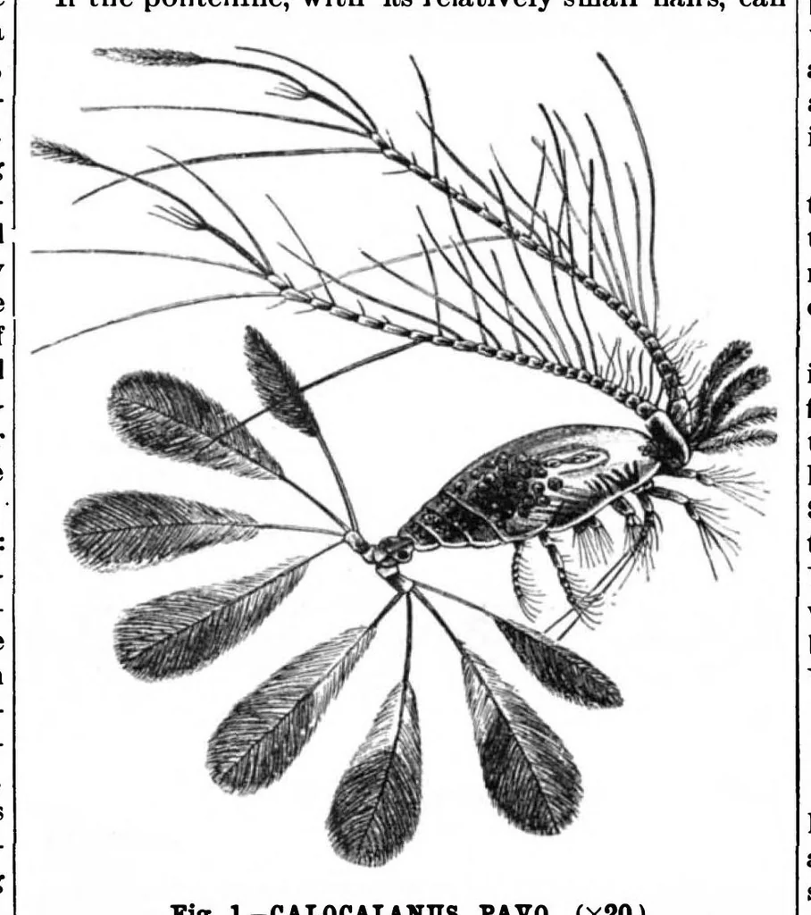 An illustration from Scientific American, Vol. 72, No. 22 (June 1895), 1895, leaf 10