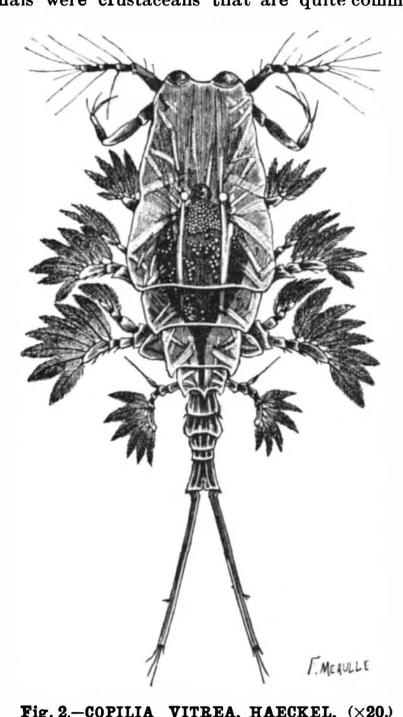 An illustration from Scientific American, Vol. 72, No. 22 (June 1895), 1895, leaf 10