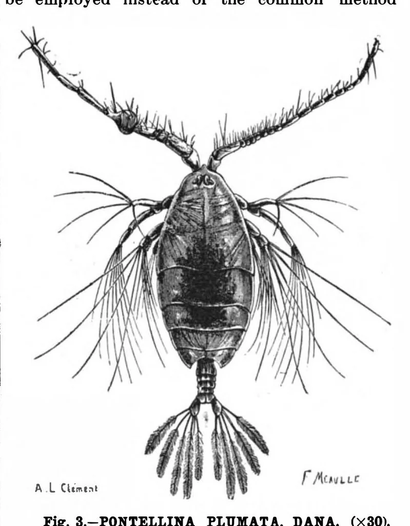 An illustration from Scientific American, Vol. 72, No. 22 (June 1895), 1895, leaf 10
