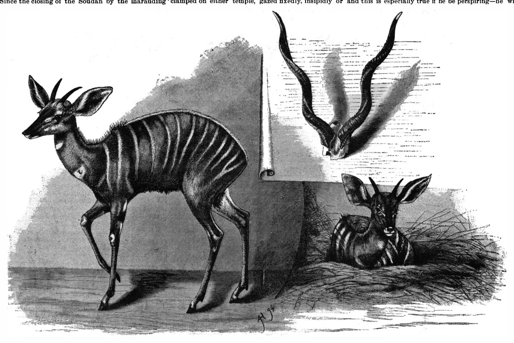An illustration from Scientific American, Vol. 72, No. 24 (June 1895), 1895, leaf 8