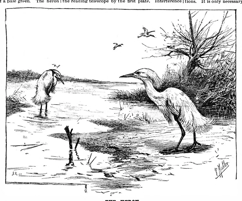 An illustration from Scientific American, Vol. 73, No. 2 (July 1895), 1895, leaf 10