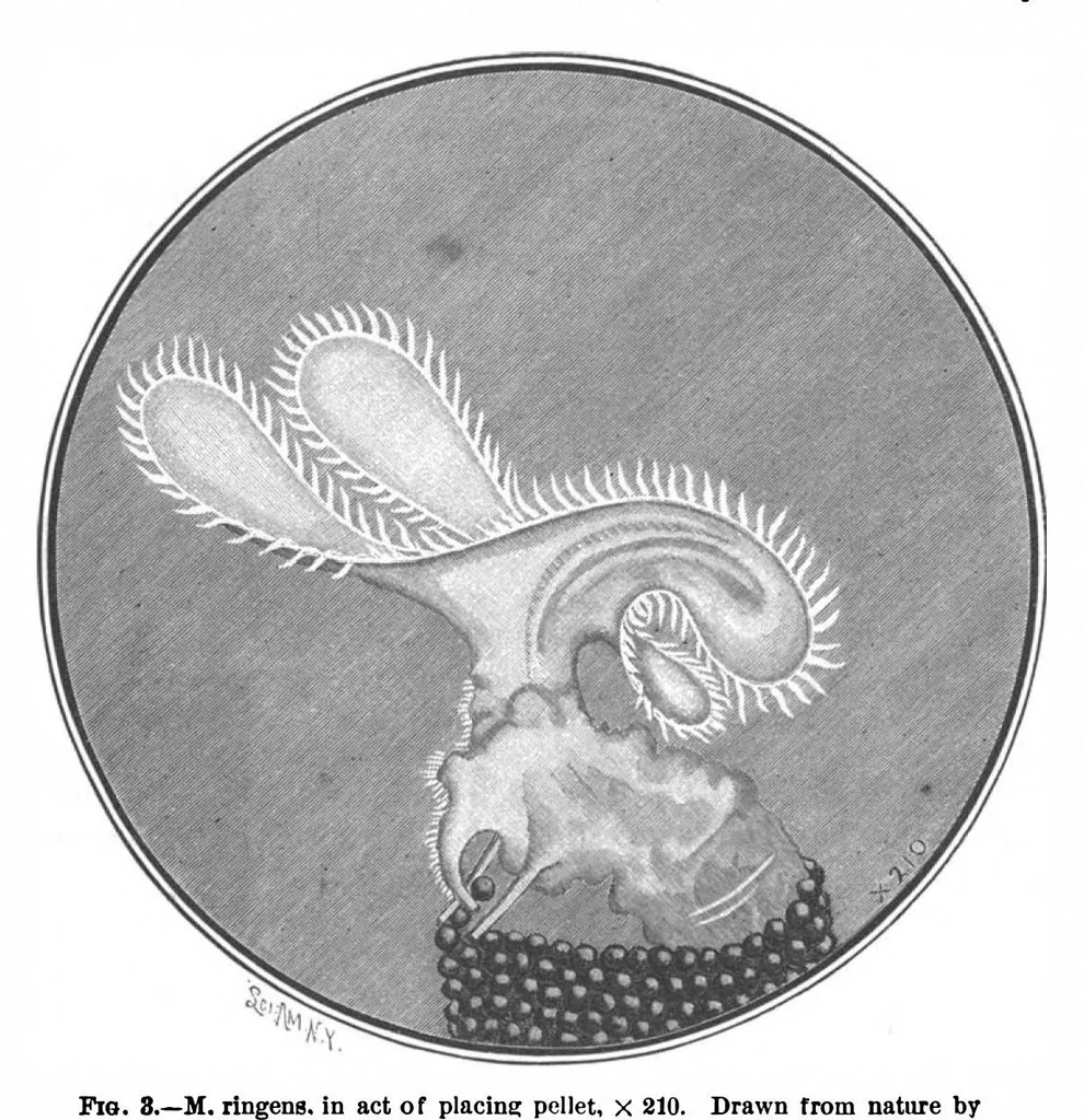 An illustration from Scientific American, Vol. 73, No. 6 (August 1895), 1895, leaf 10