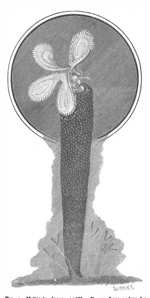 An illustration from Scientific American, Vol. 73, No. 6 (August 1895), 1895, leaf 10