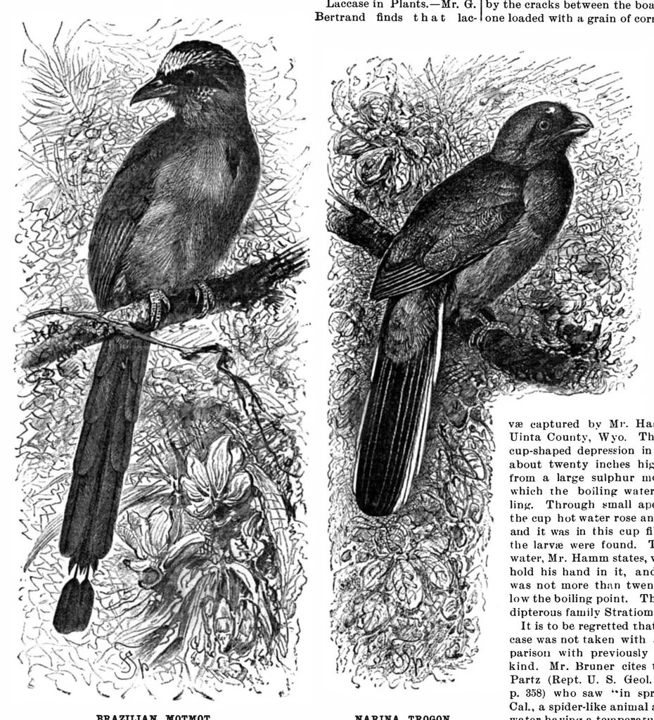 An illustration from Scientific American, Vol. 73, No. 15 (October 1895), 1895, leaf 10