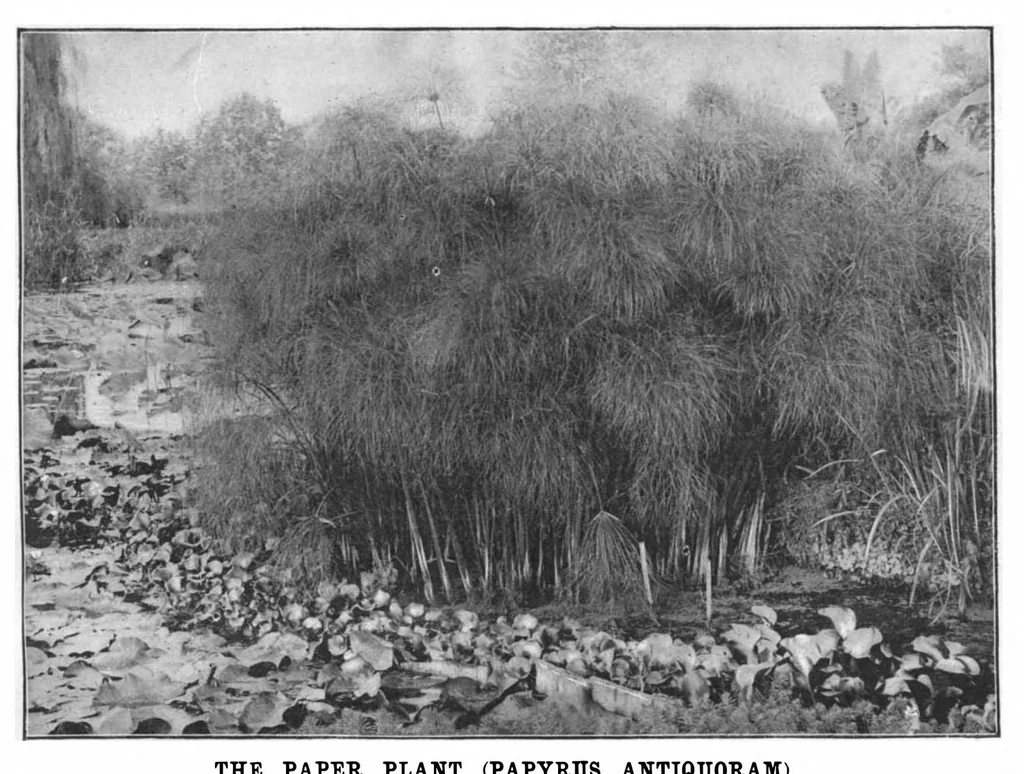 An illustration from Scientific American, Vol. 74, No. 3 (January 1896), 1896, leaf 10