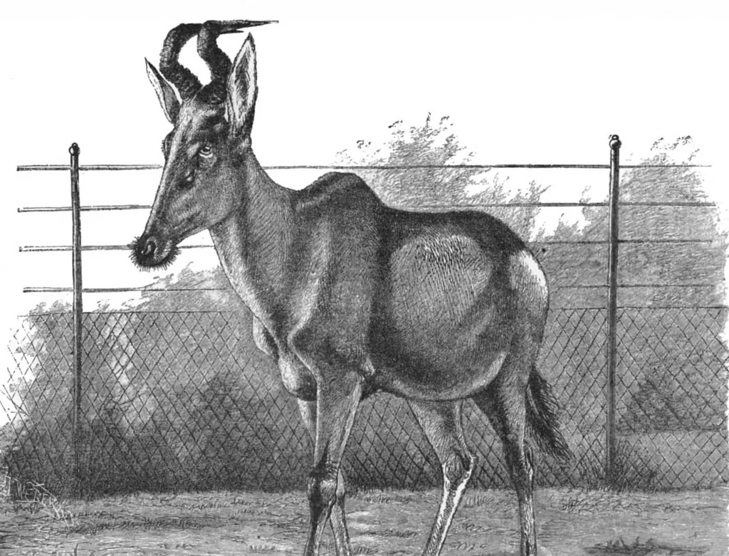 An illustration from Scientific American, Vol. 74, No. 7 (February 1896), 1896, leaf 10
