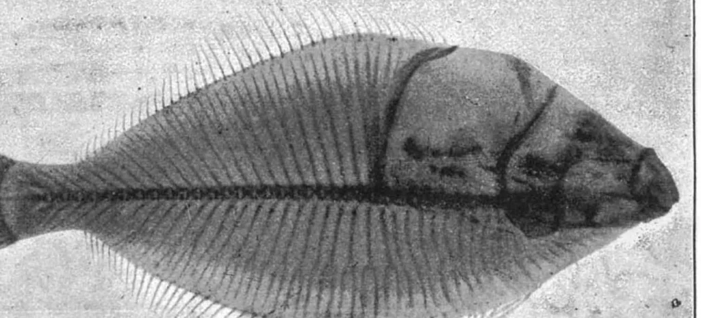 An illustration from Scientific American, Vol. 74, No. 12 (March 1896), 1896, leaf 7
