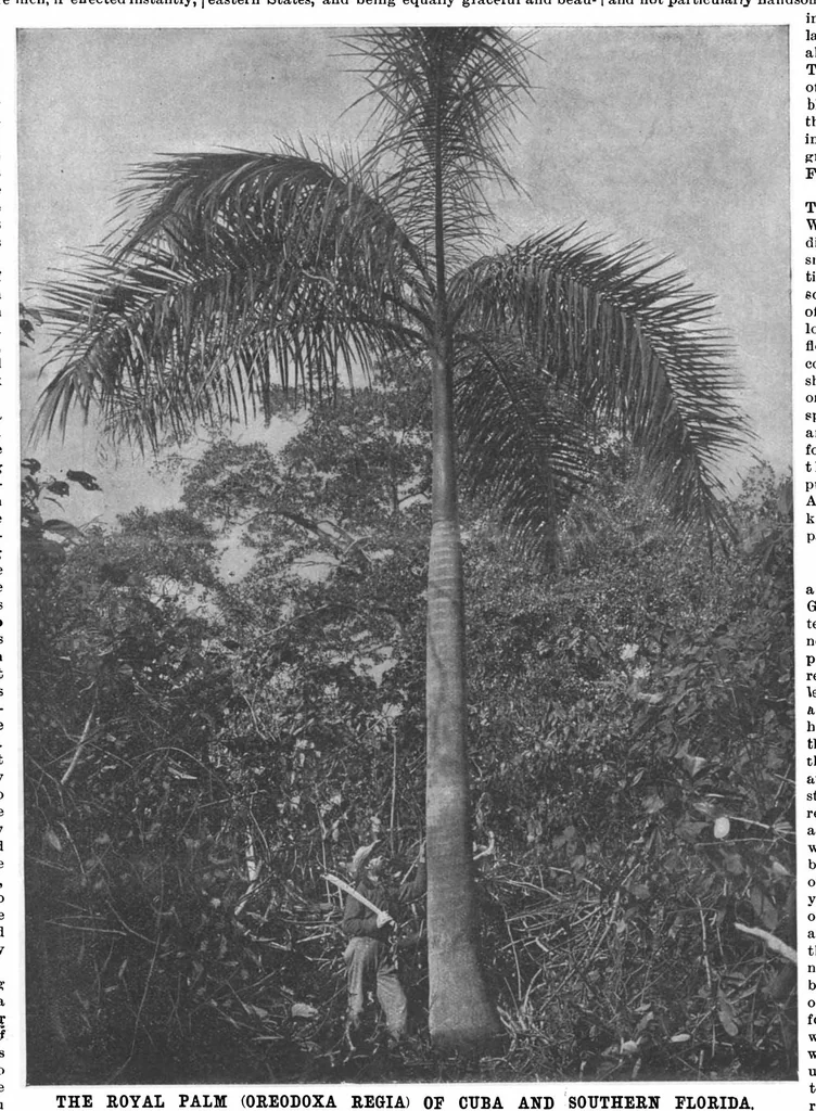 An illustration from Scientific American, Vol. 74, No. 26 (June 1896), 1896, leaf 9