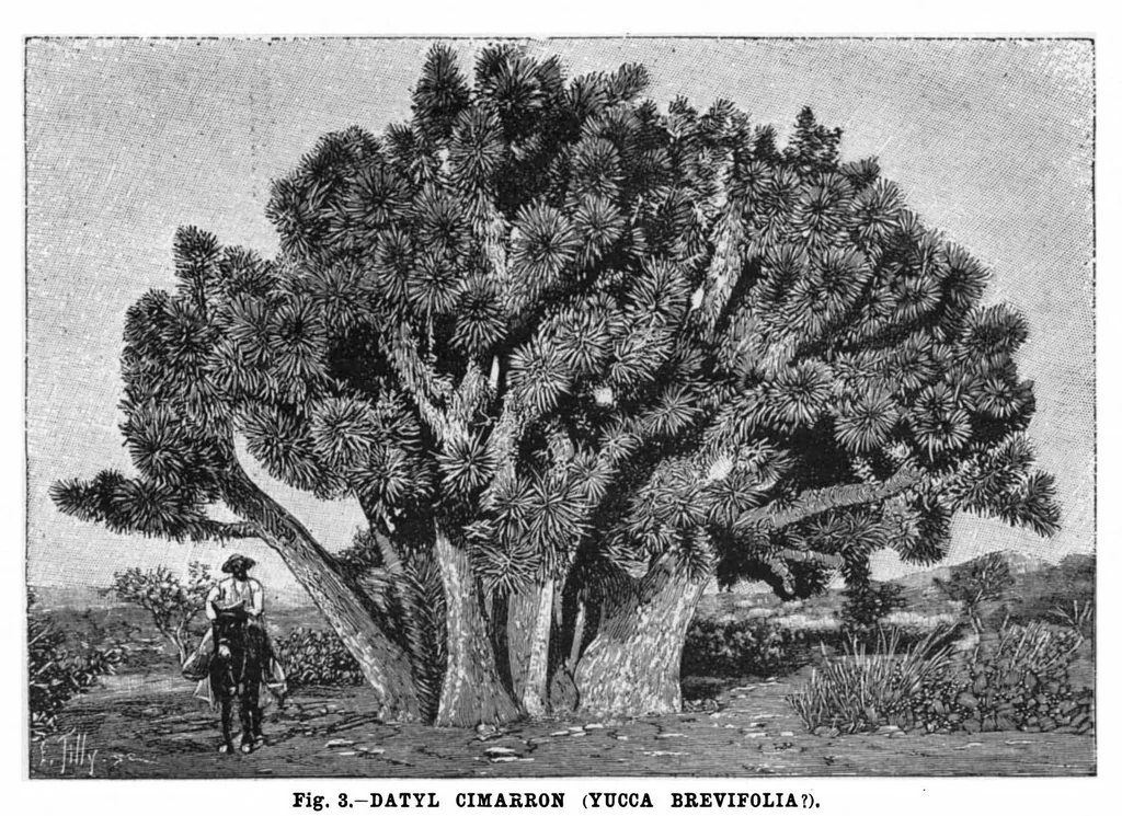 An illustration from Scientific American, Vol. 75, No. 1 (July 1896), 1896, leaf 10