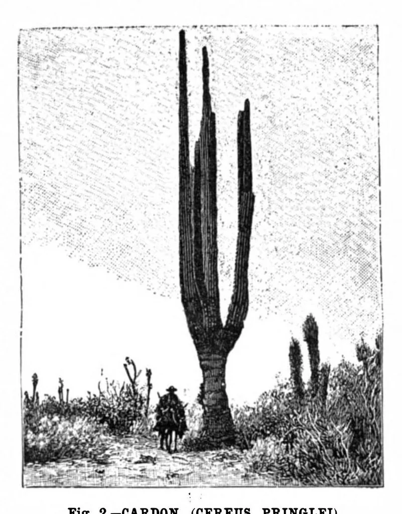 An illustration from Scientific American, Vol. 75, No. 1 (July 1896), 1896, leaf 10