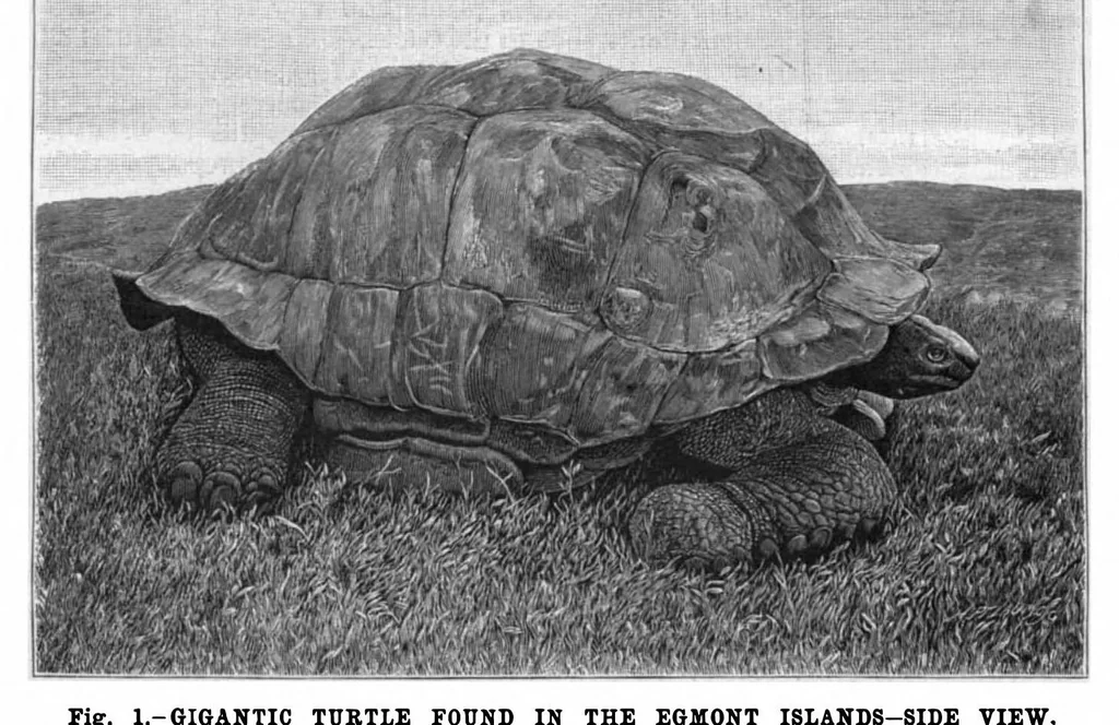 An illustration from Scientific American, Vol. 75, No. 1 (July 1896), 1896, leaf 8