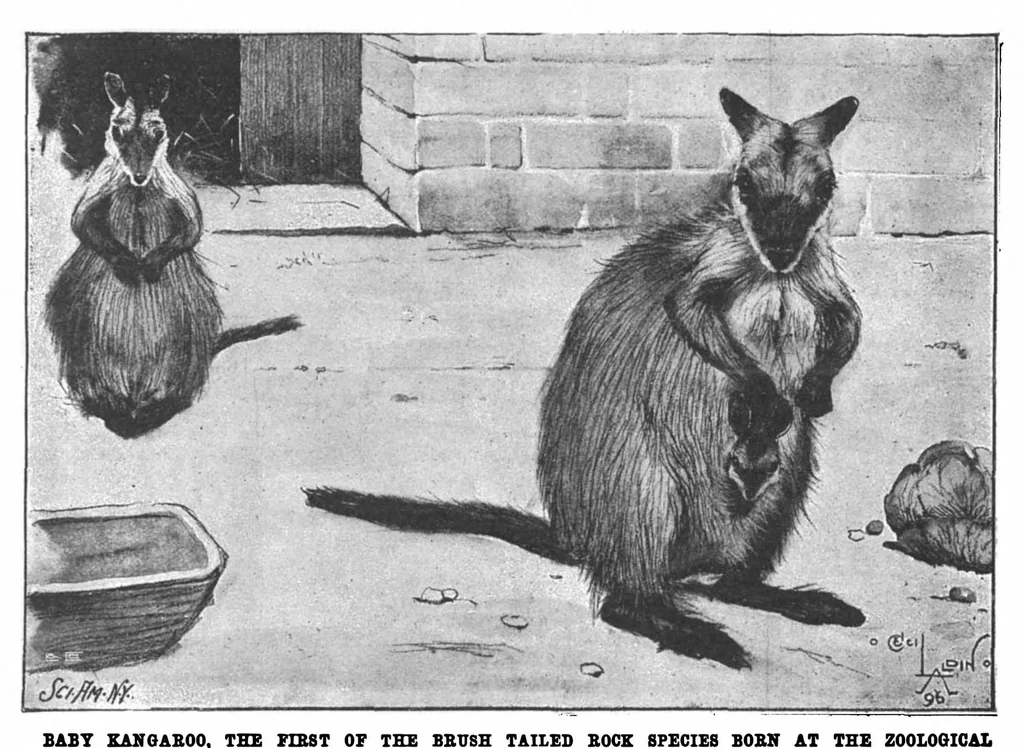 An illustration from Scientific American, Vol. 75, No. 6 (August 1896), 1896, leaf 10
