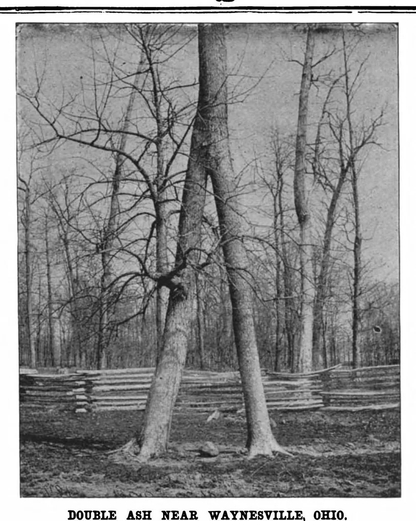 An illustration from Scientific American, Vol. 76, No. 25 (June 1897), 1897, leaf 7
