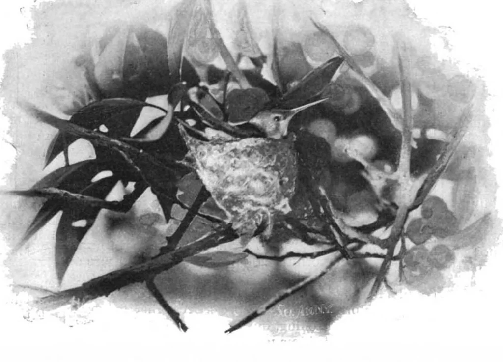 An illustration from Scientific American, Vol. 77, No. 14 (October 1897), 1897, leaf 8
