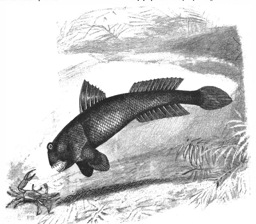 An illustration from Scientific American, Vol. 78, No. 2 (January 1898), 1898, leaf 8