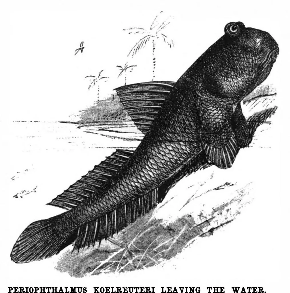 An illustration from Scientific American, Vol. 78, No. 2 (January 1898), 1898, leaf 8