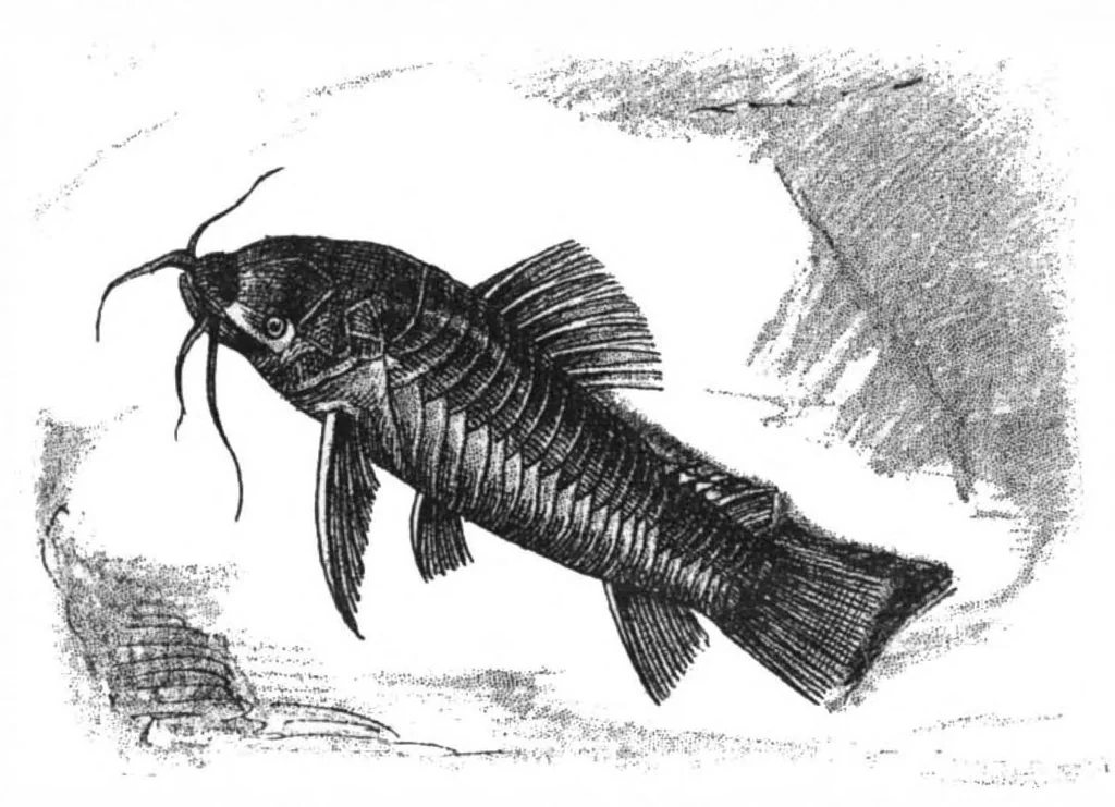 An illustration from Scientific American, Vol. 78, No. 2 (January 1898), 1898, leaf 8