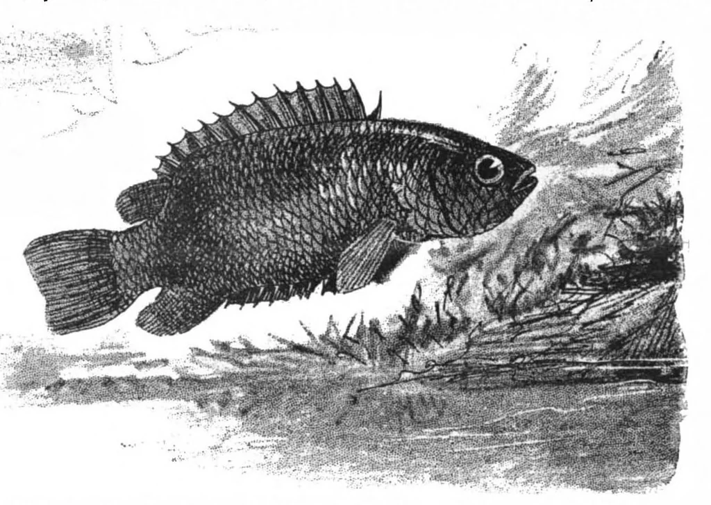 An illustration from Scientific American, Vol. 78, No. 2 (January 1898), 1898, leaf 9