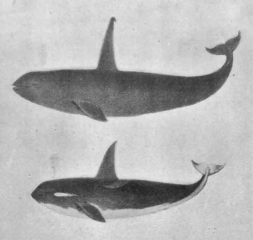 An illustration from Scientific American, Vol. 78, No. 4 (January 1898), 1898, leaf 9