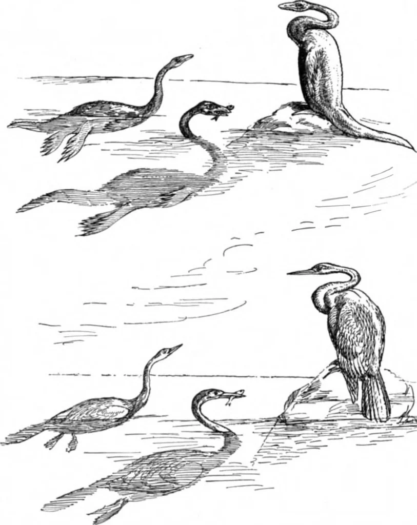 An illustration from Scientific American, Vol. 78, No. 7 (February 1898), 1898, leaf 10