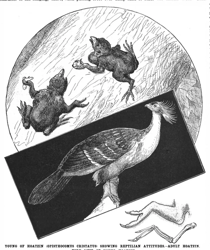 An illustration from Scientific American, Vol. 78, No. 8 (February 1898), 1898, leaf 4
