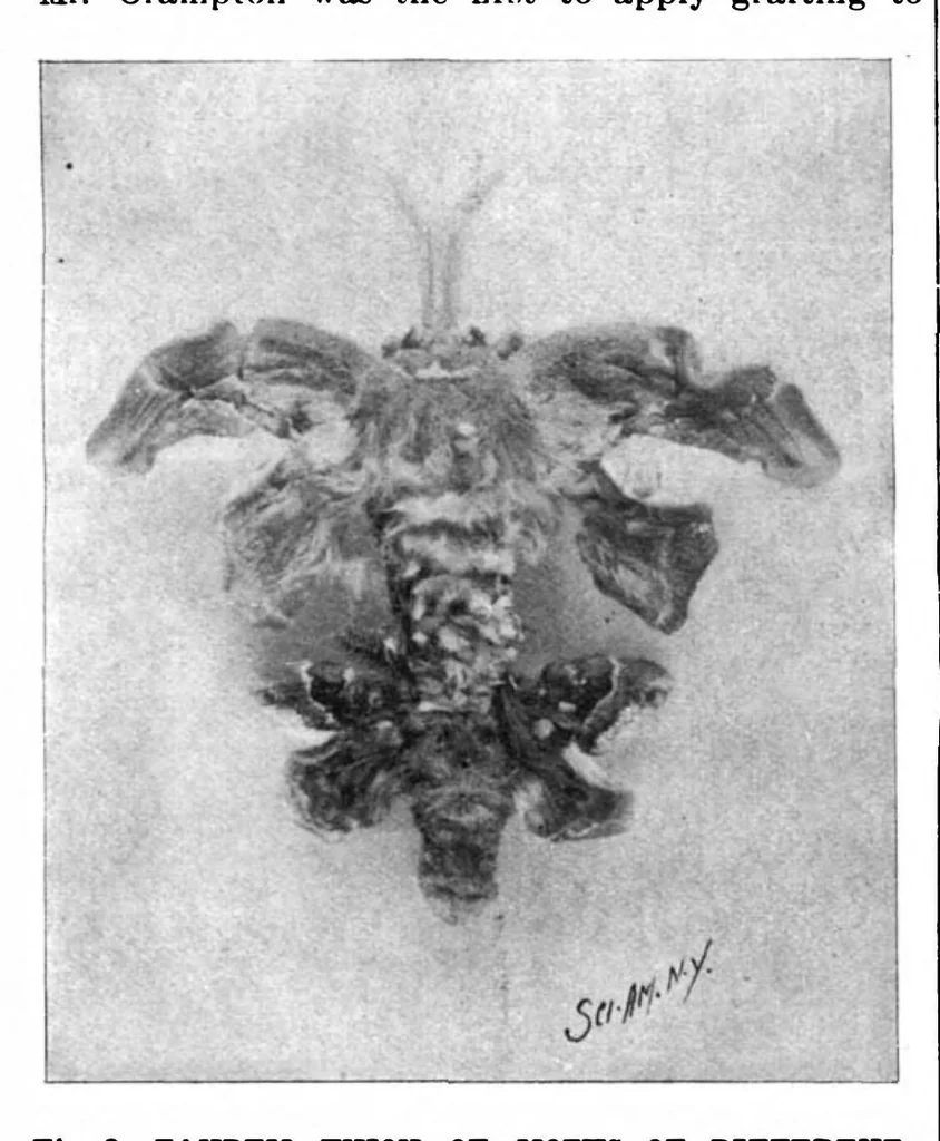 An illustration from Scientific American, Vol. 78, No. 9 (February 1898), 1898, leaf 6