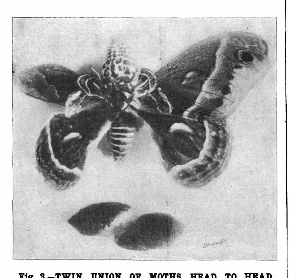 An illustration from Scientific American, Vol. 78, No. 9 (February 1898), 1898, leaf 6