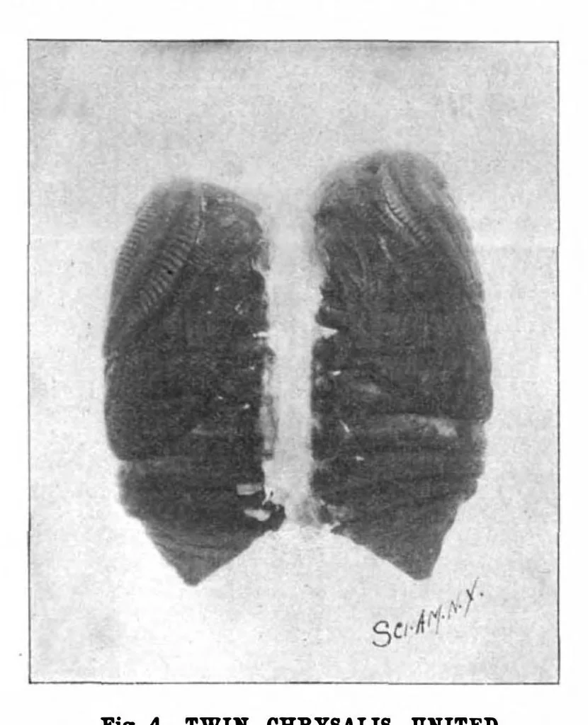 An illustration from Scientific American, Vol. 78, No. 9 (February 1898), 1898, leaf 6