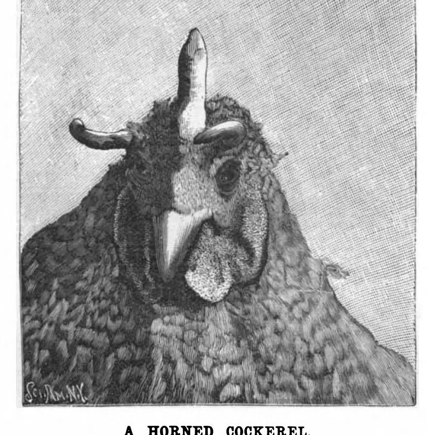 An illustration from Scientific American, Vol. 78, No. 10 (March 1898), 1898, leaf 10