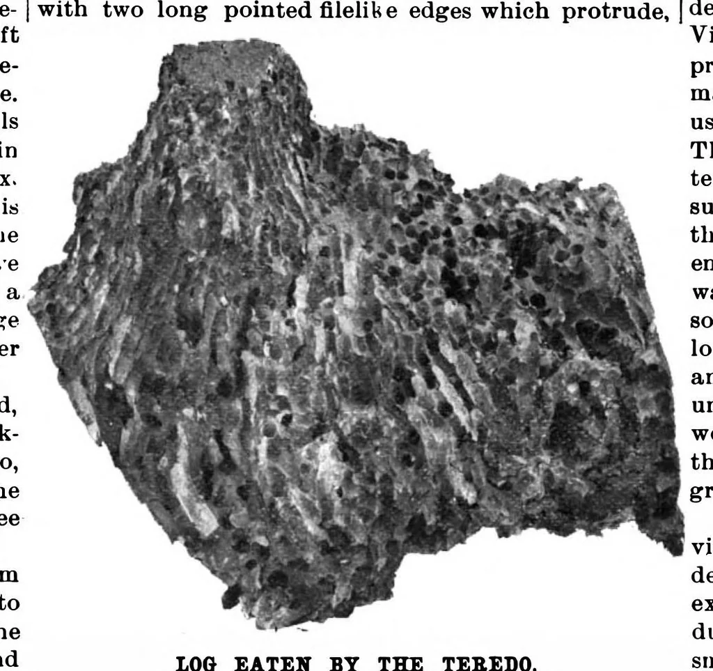 An illustration from Scientific American, Vol. 78, No. 13 (March 1898), 1898, leaf 10