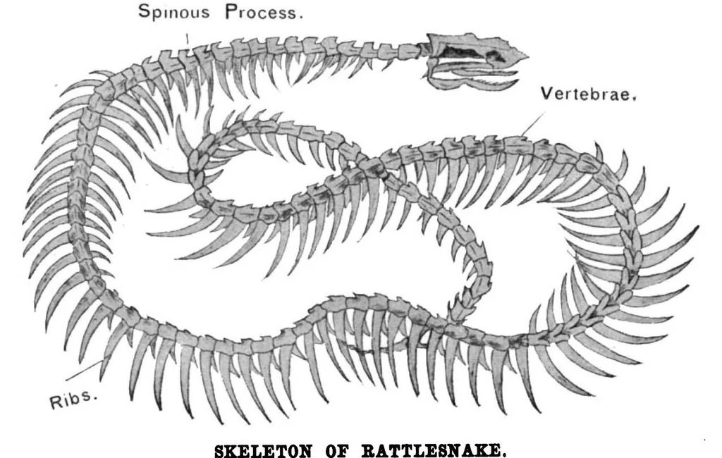 An illustration from Scientific American, Vol. 79, No. 21 (November 1898), 1898, leaf 10