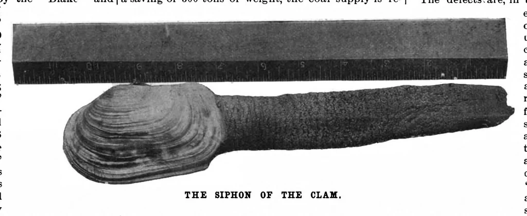 An illustration from Scientific American, Vol. 79, No. 24 (December 1898), 1898, leaf 9