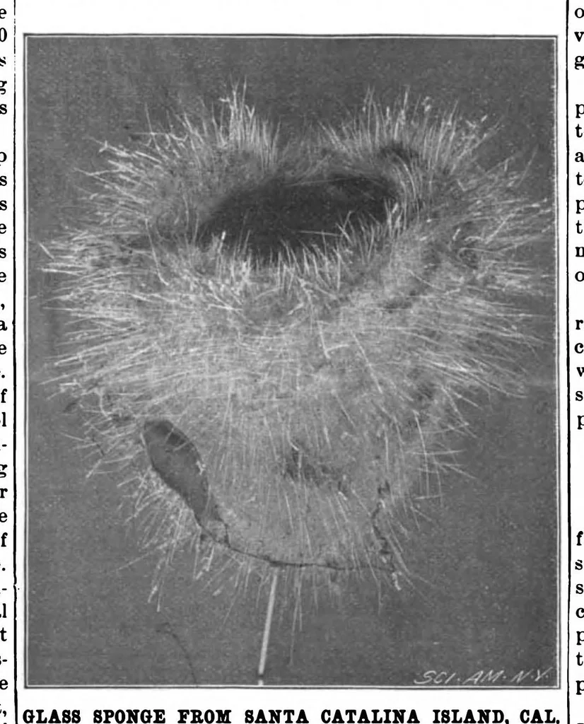 An illustration from Scientific American, Vol. 80, No. 5 (February 1899), 1899, leaf 10