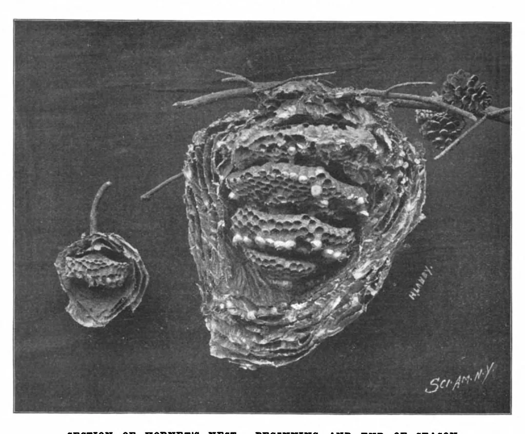 An illustration from Scientific American, Vol. 80, No. 14 (April 1899), 1899, leaf 10