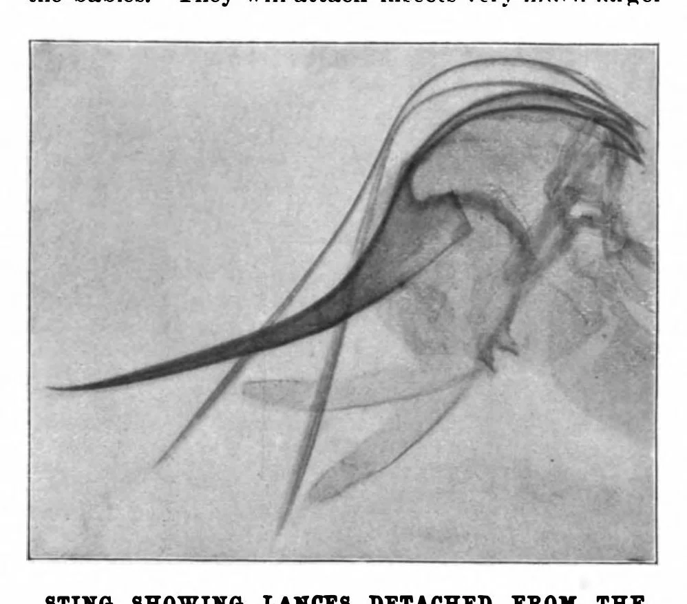An illustration from Scientific American, Vol. 80, No. 14 (April 1899), 1899, leaf 10
