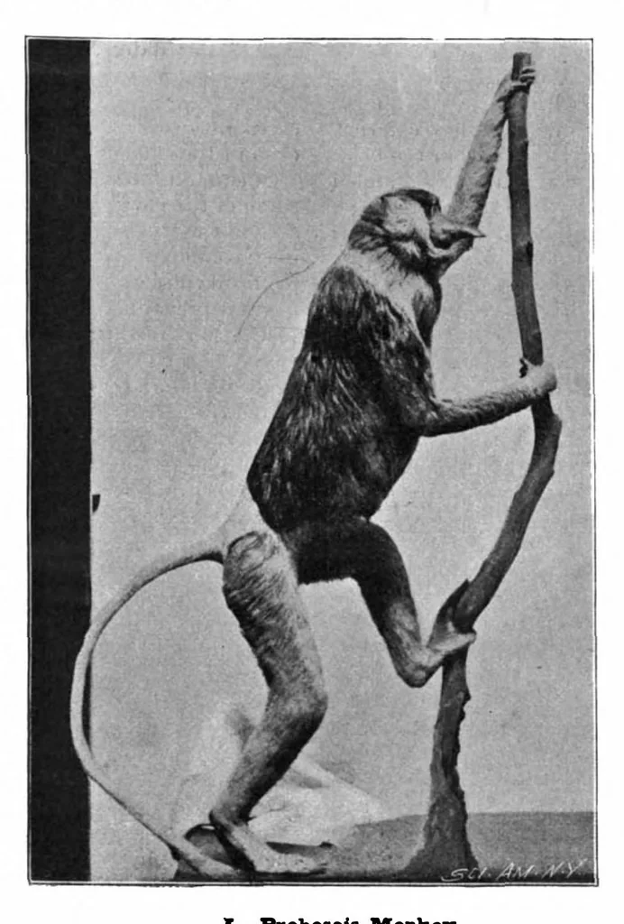 An illustration from Scientific American, Vol. 81, No. 11 (September 1899), 1899, leaf 4