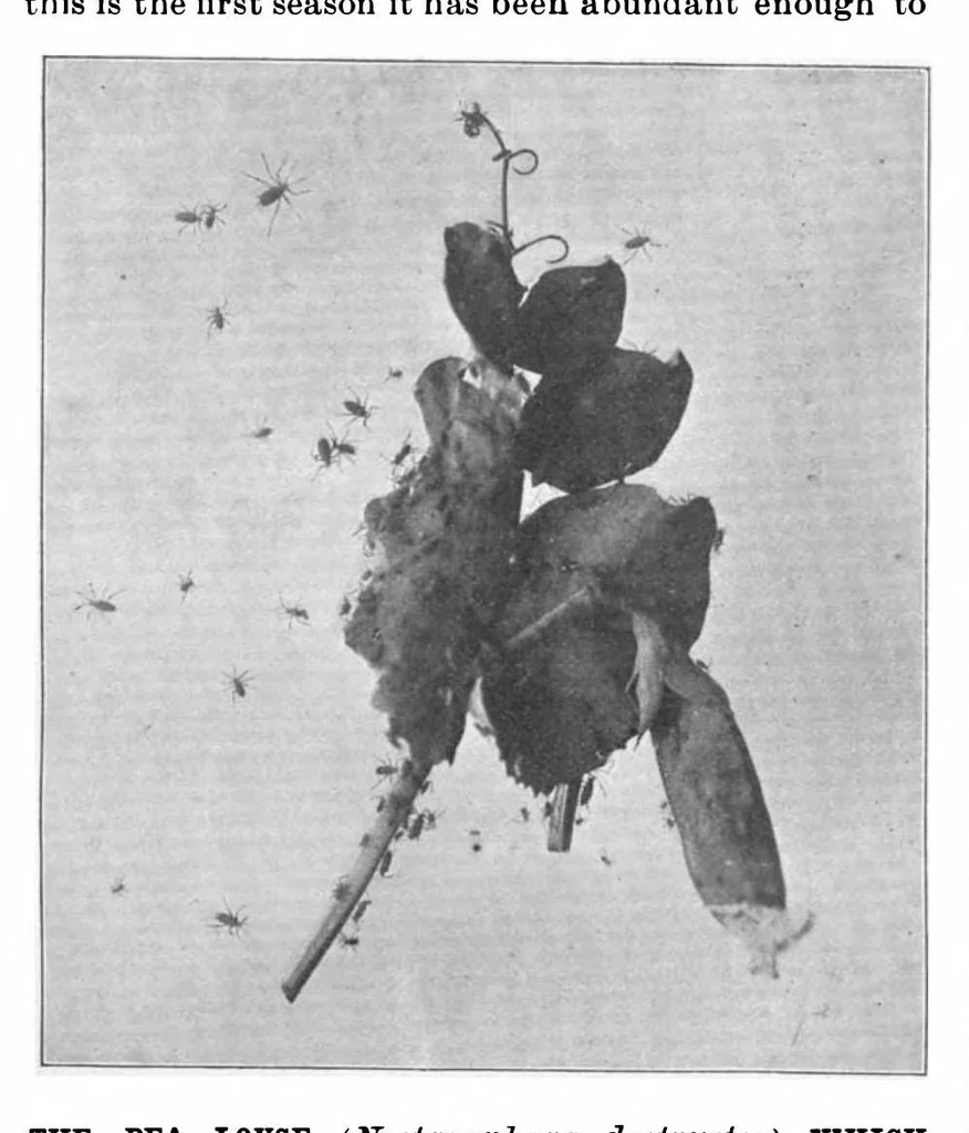 An illustration from Scientific American, Vol. 81, No. 21 (November 1899), 1899, leaf 4