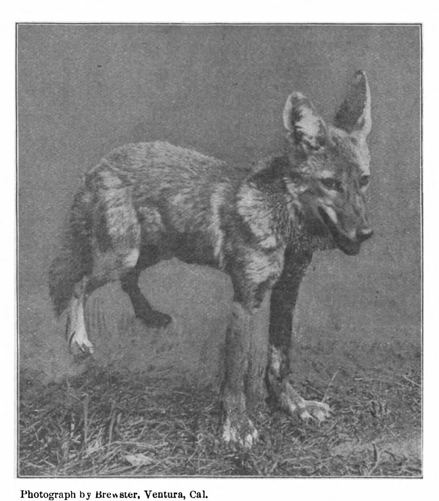 An illustration from Scientific American, Vol. 81, No. 22 (November 1899), 1899, leaf 10