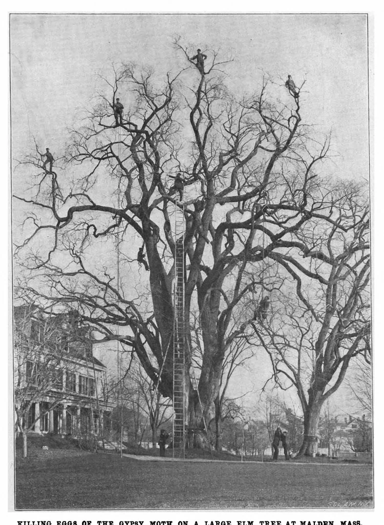 An illustration from Scientific American, Vol. 81, No. 22 (November 1899), 1899, leaf 8