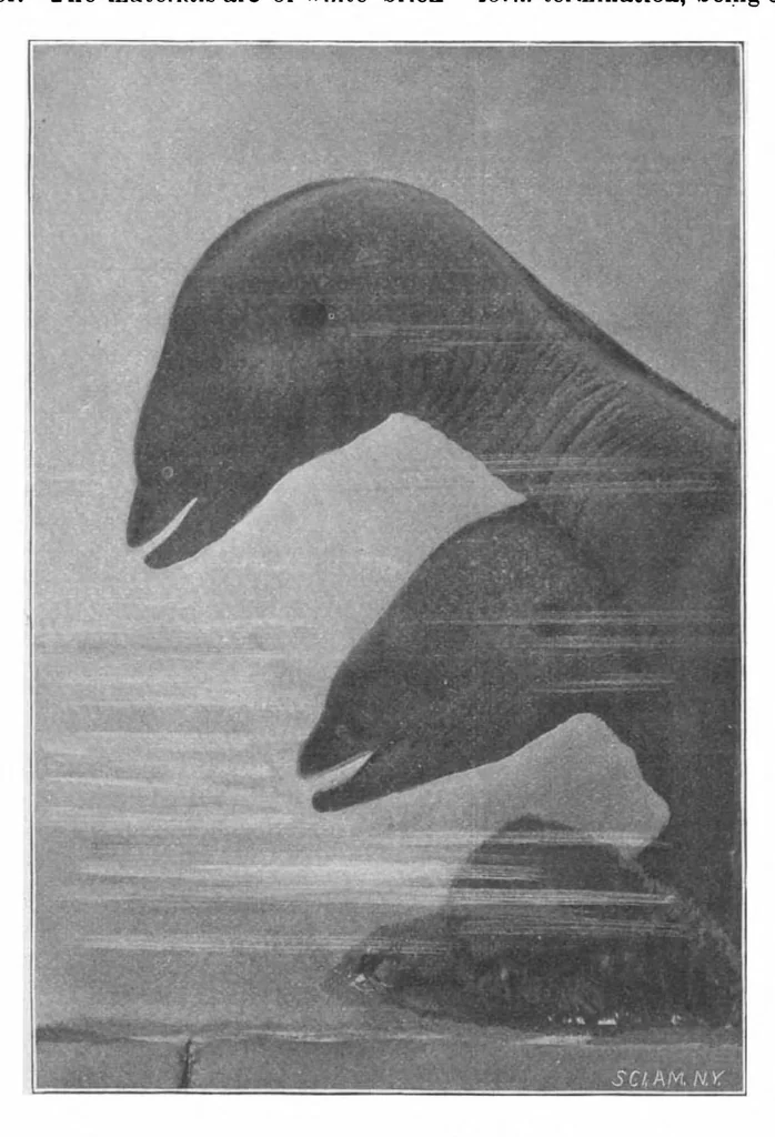 An illustration from Scientific American, Vol. 81, No. 23 (December 1899), 1899, leaf 9