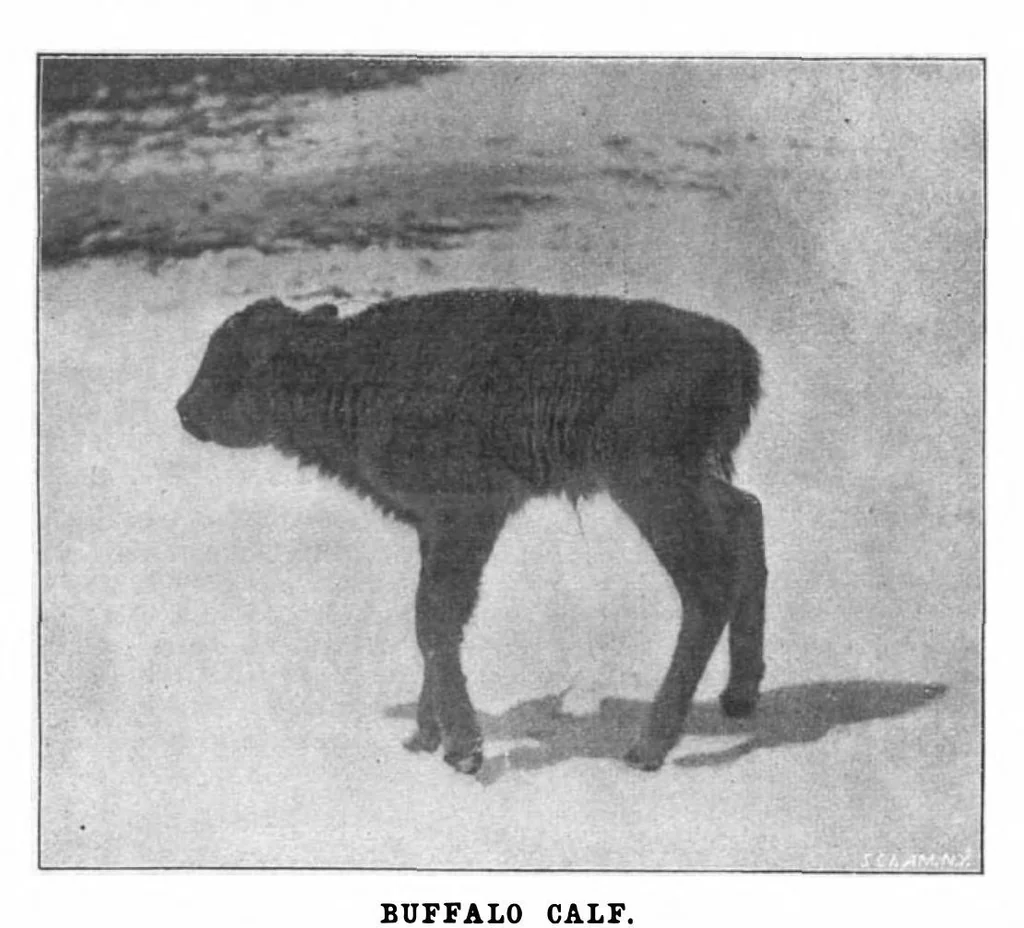 An illustration from Scientific American, Vol. 81, No. 24 (December 1899), 1899, leaf 10
