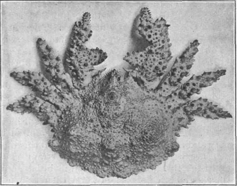 An illustration from Scientific American, Vol. 81, No. 27 (December 1899), 1899, leaf 8