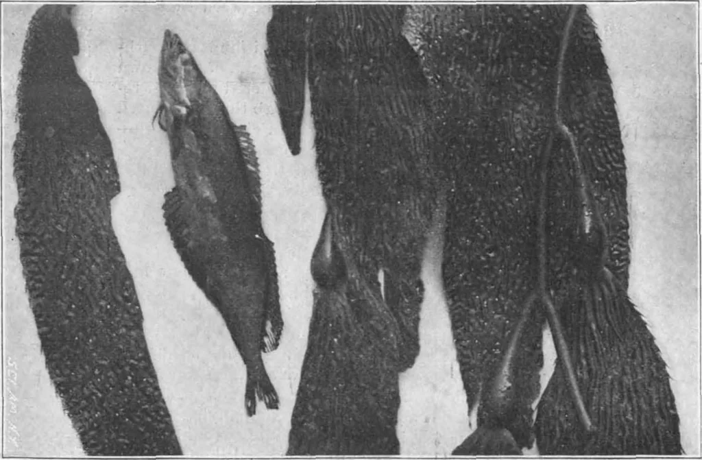 An illustration from Scientific American, Vol. 81, No. 27 (December 1899), 1899, leaf 8