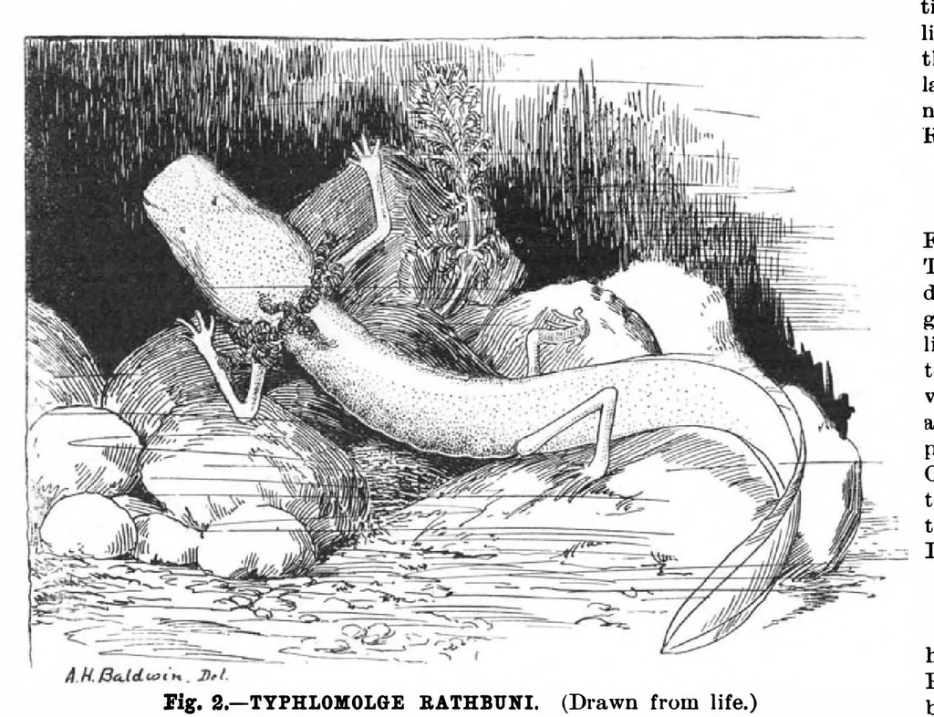An illustration from Scientific American, Vol. 82, No. 7 (February 1900), 1900, leaf 10