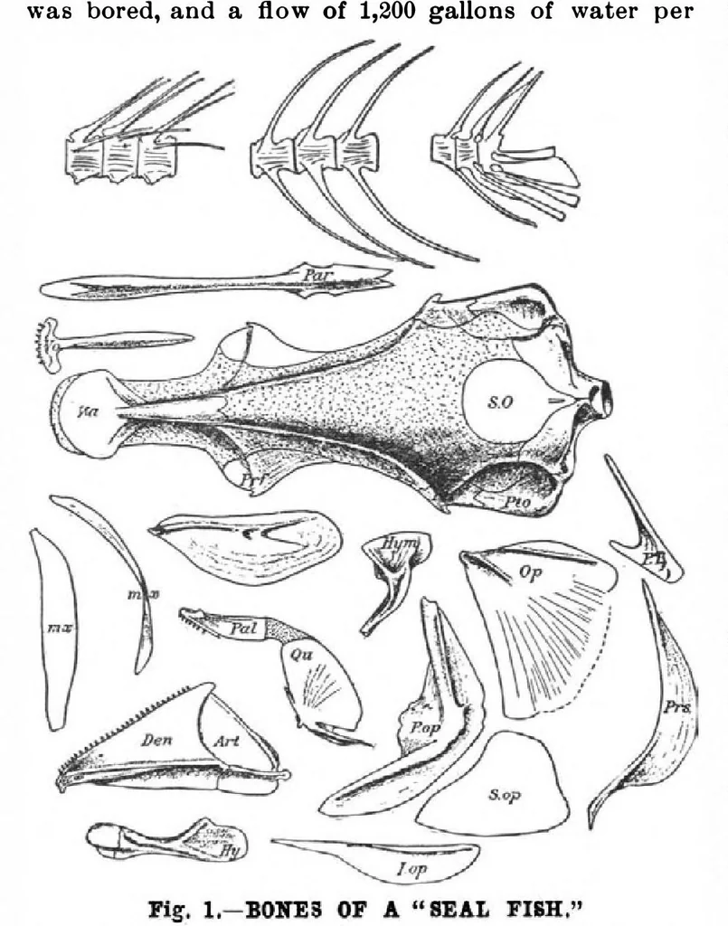 An illustration from Scientific American, Vol. 82, No. 7 (February 1900), 1900, leaf 10