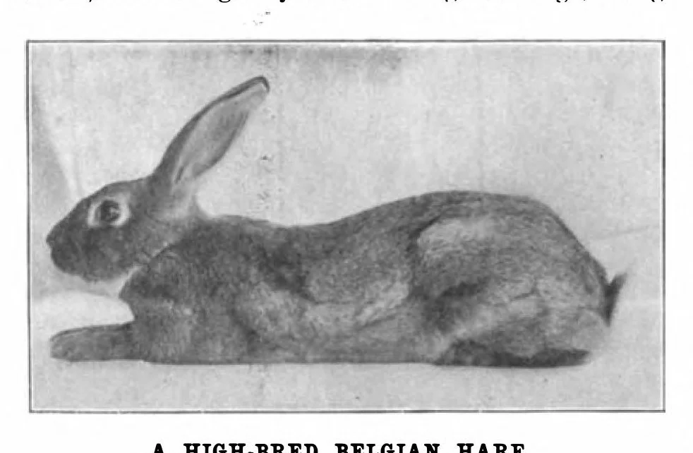 An illustration from Scientific American, Vol. 82, No. 9 (March 1900), 1900, leaf 5