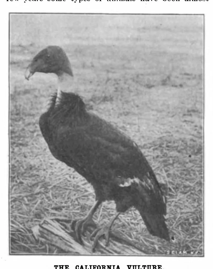 An illustration from Scientific American, Vol. 82, No. 11 (March 1900), 1900, leaf 10